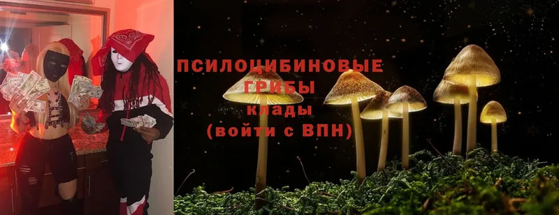 как найти   Куртамыш  Псилоцибиновые грибы Psilocybine cubensis 